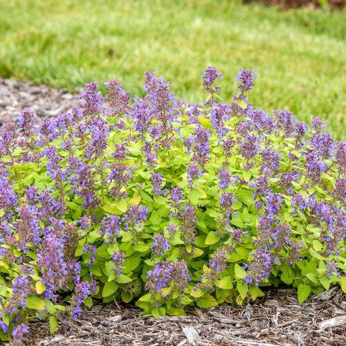 Nepeta x faassenii - Lemon Purrfect Catmint
