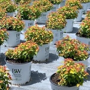 Spiraea japonica - Double Play® Candy Corn® Spirea