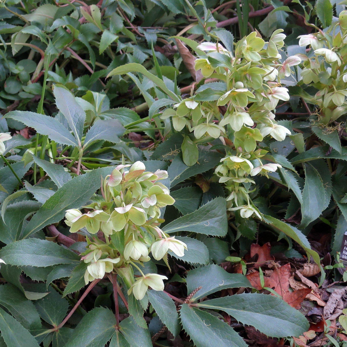 Helleborus - Ivory Prince Lenten Rose