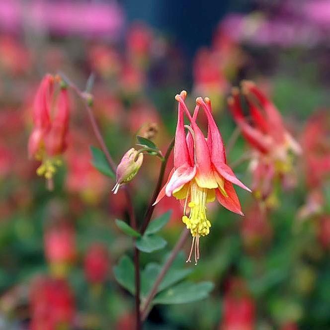 Aquilegia canadensis - Little Lanterns Columbine