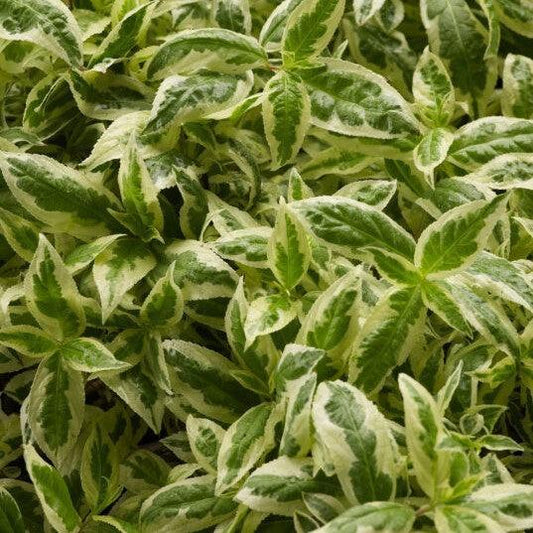 Diervilla sessilifolia - Cool Splash® Honeysuckle