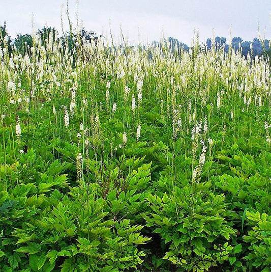 Actaea racemosa - Black Cohosh
