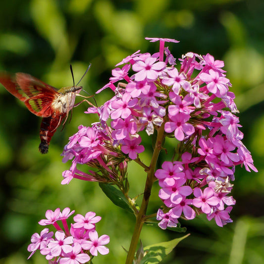 Phlox paniculata ‘Jeana’ - Jeana Garden Phlox