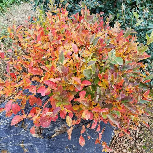 Fothergilla x intermedia - Legend of the Small® Fothergilla