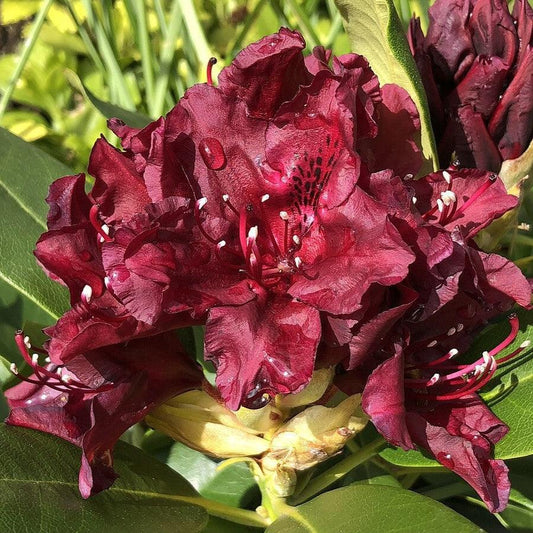 Rhododendron x 'Dark Lord'