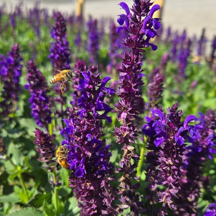 Salvia x nemorosa - Perpetual Purple™ Meadow Sage