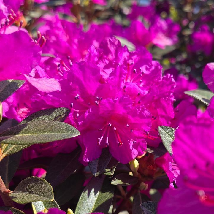 Rhododendron - PJM Elite Star
