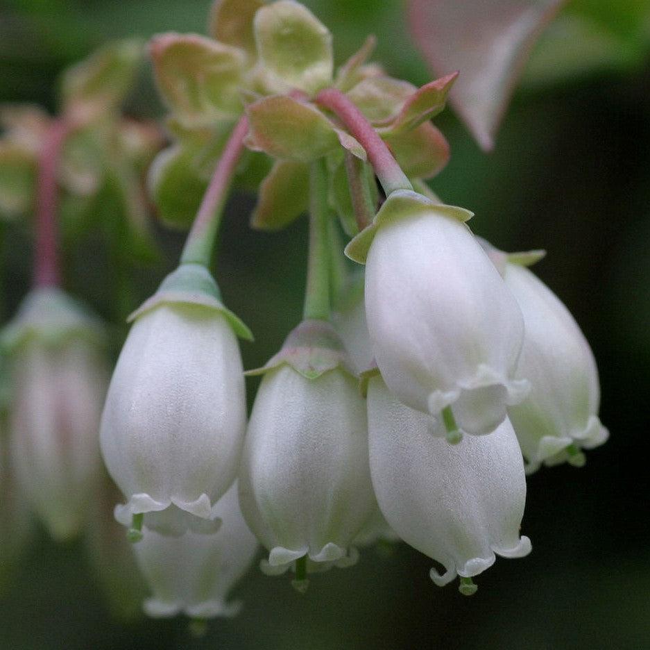 Vaccinium corymbosum ‘FC12-187’ - Midnight Cascade® Blueberry