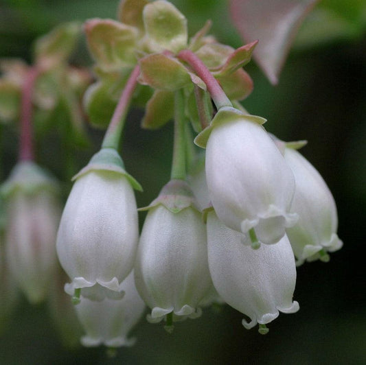 Vaccinium corymbosum ‘FC12-187’ - Midnight Cascade® Blueberry