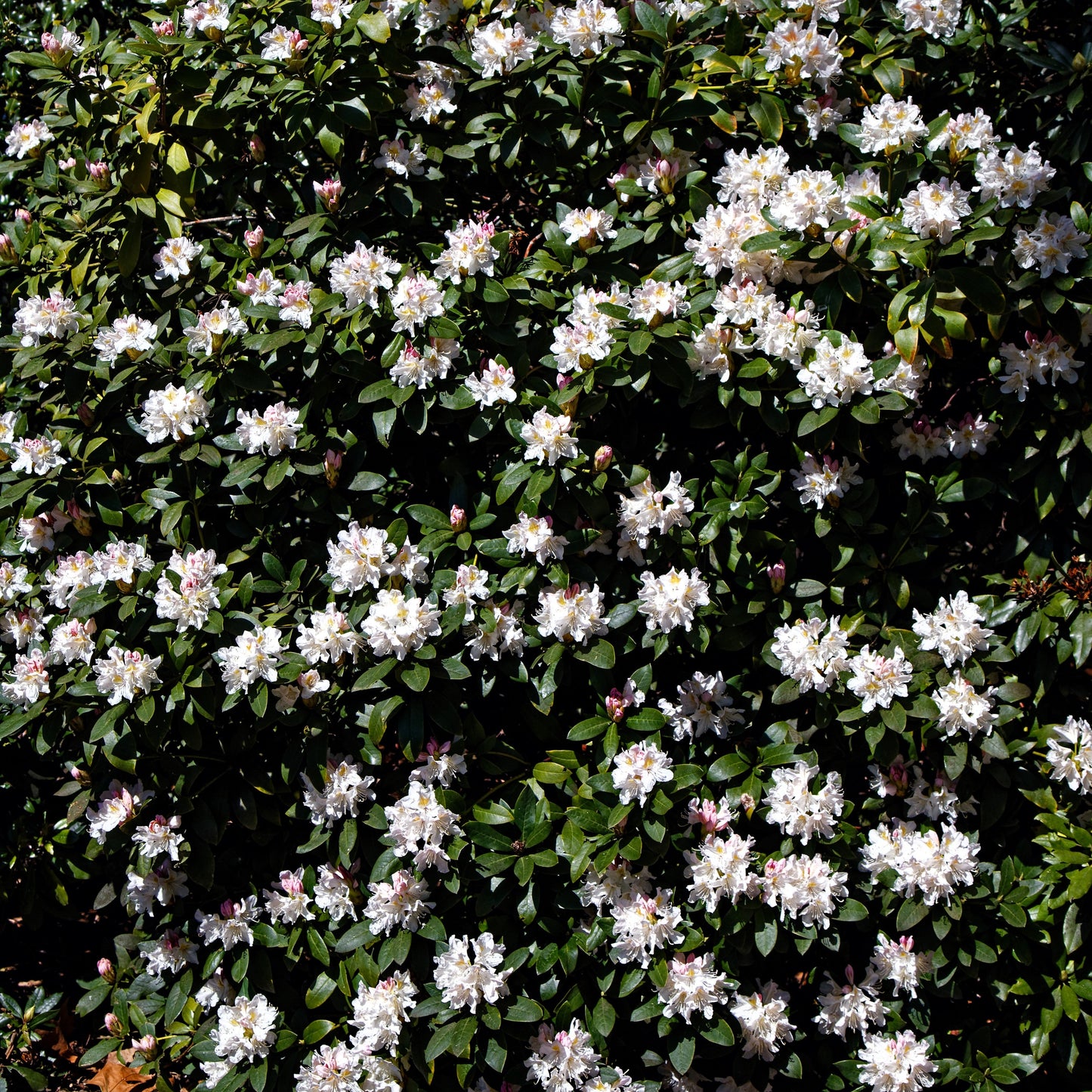 Rhododendron 'Cunningham's White'