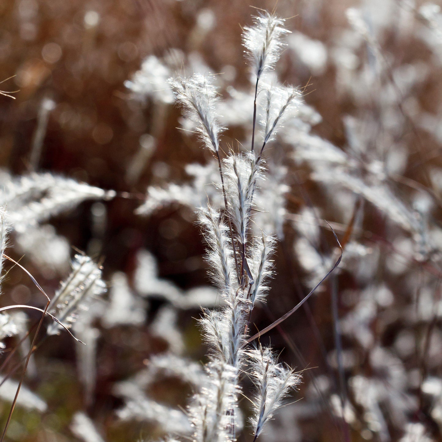 Andropogon ternarius - Black Mountain Bluestem