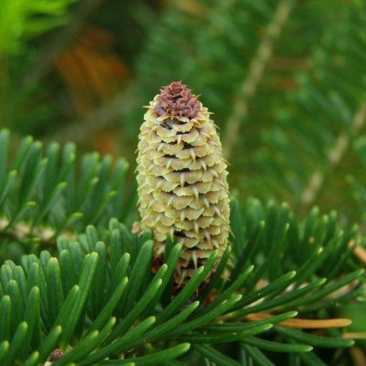 Abies fraseri - Fraser Fir