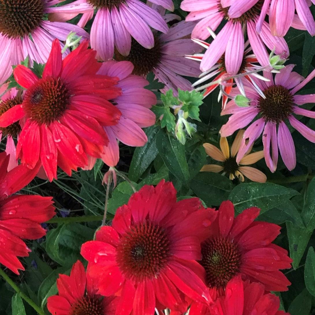 Echinacea x - Sombrero® Salsa Red Coneflower
