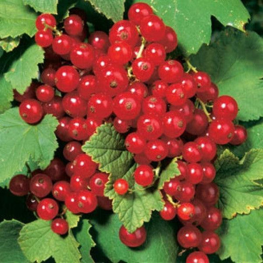 Ribes rubrum - Red Lake Red Currant