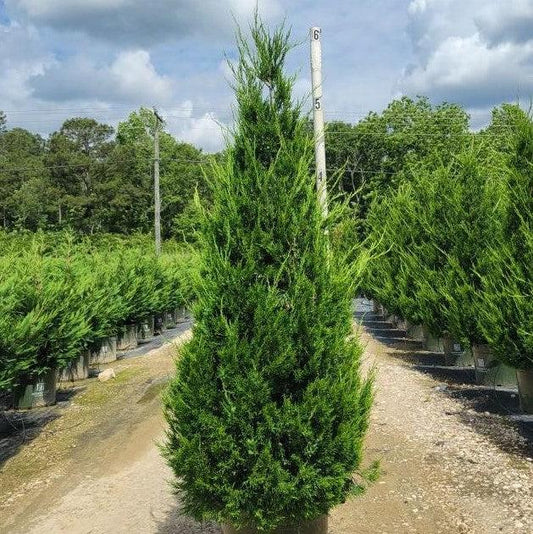 Juniperus chinensis 'Hetzii Columnaris' - Green Columnar Juniper