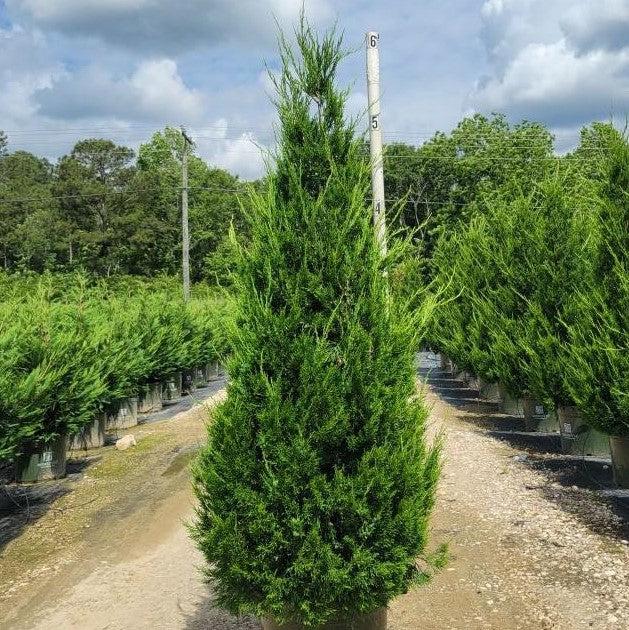 Juniperus chinensis 'Hetzii Columnaris' - Green Columnar Juniper