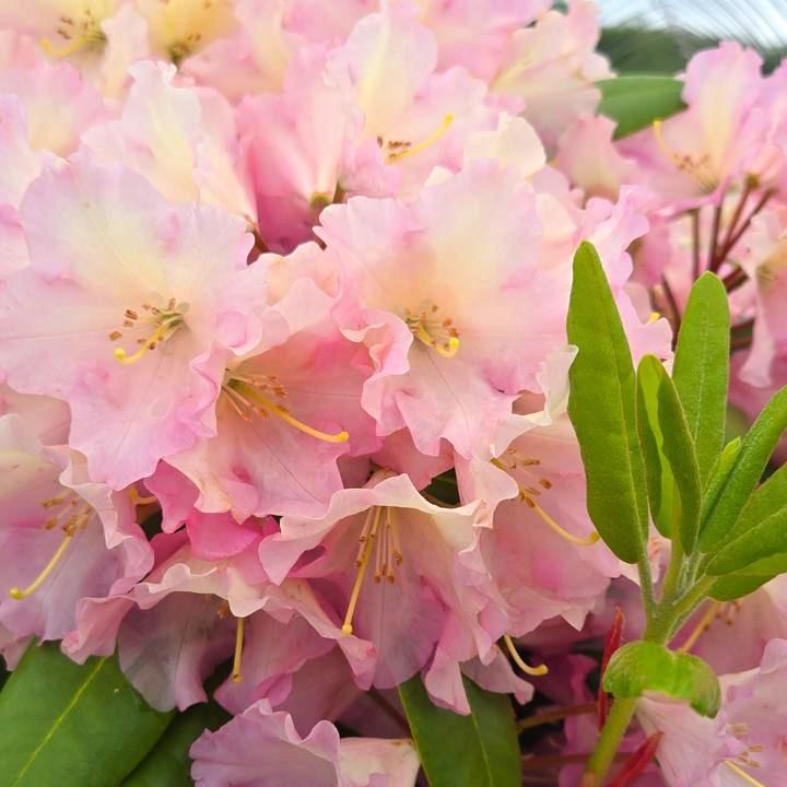 Rhododendron - Hoopla