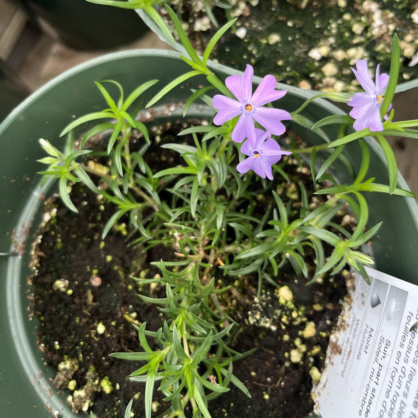 Phlox subulata - Emerald Blue Creeping Phlox