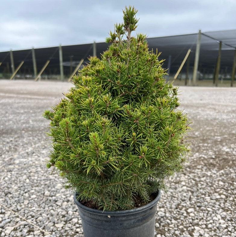 Picea glauca 'Conica' - Dwarf Alberta Spruce