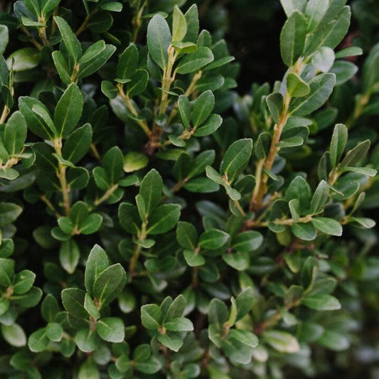 First Editions® Chubby Hubby™ Japanese Holly