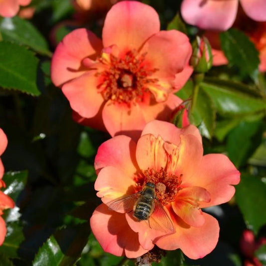 Rosa x - Flower Carpet® Peach Rose