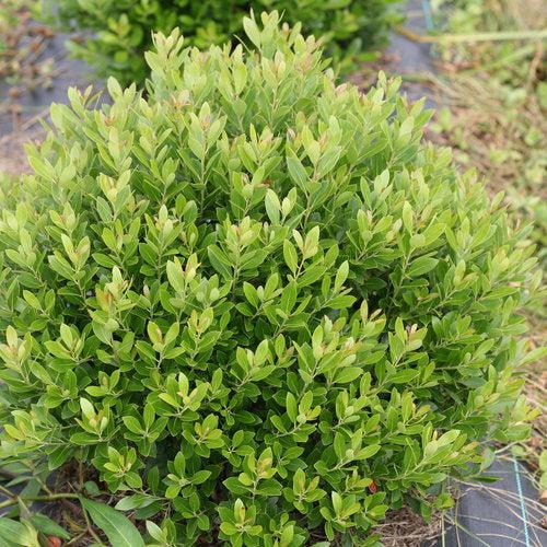Ilex glabra - Strongbox® Inkberry Holly