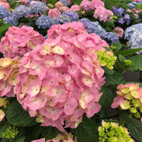 Hydrangea macrophylla × serrata - Let's Dance® Sky View® Hydrangea