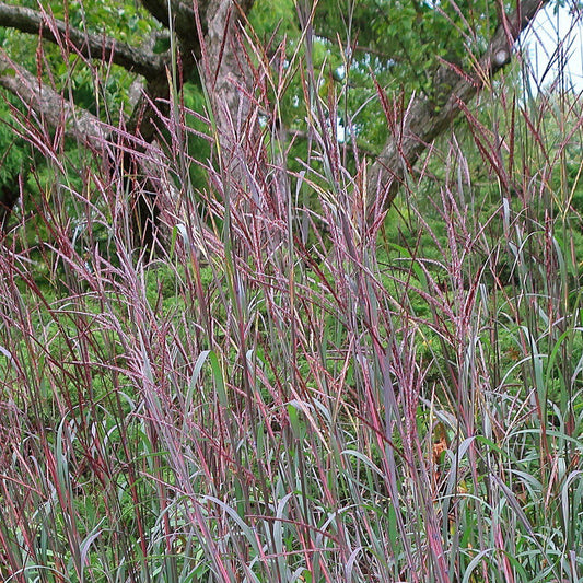 Andropogon gerardii - Blackhawks Big Blue Stem
