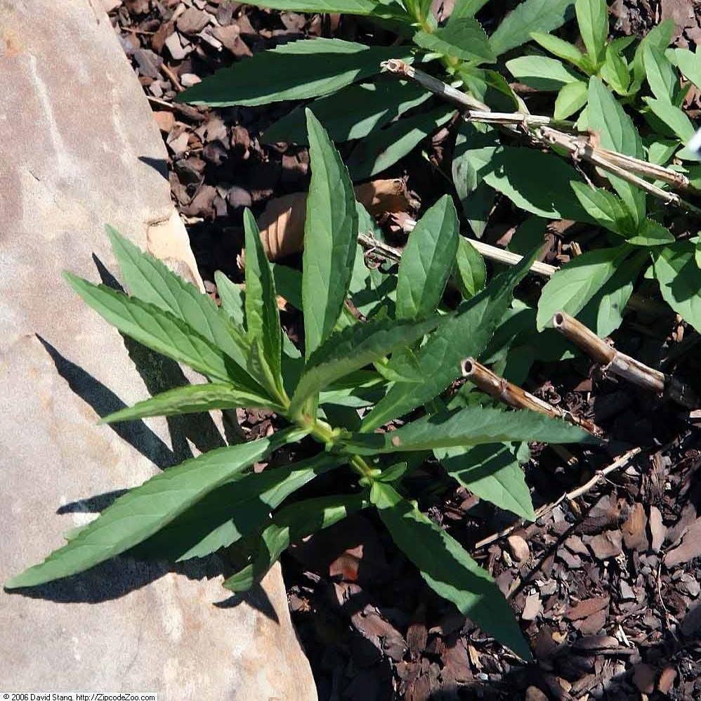 Mimulus ringens - Allegheny Monkey Flower