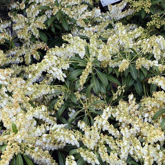 Pieris japonica - Purity Andromeda