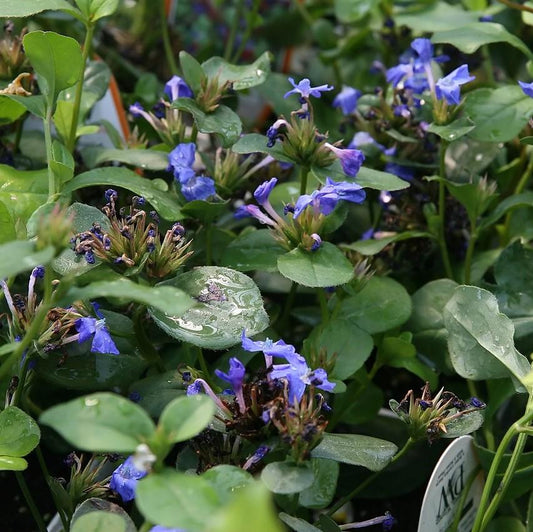 Ceratostigma plumbaginoides - Hardy Plumbago, Leadwort