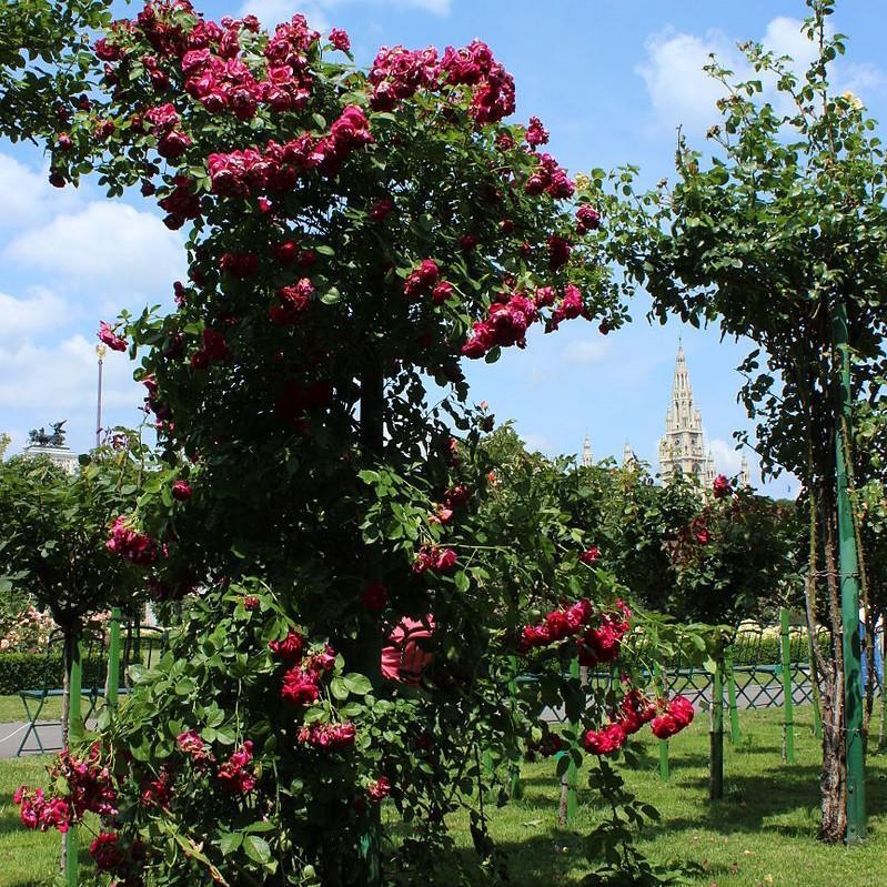 Rosa - Blaze Climbing Rose