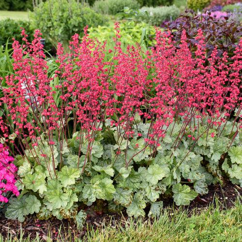 Heuchera - Dolce® Spearmint Heuchera
