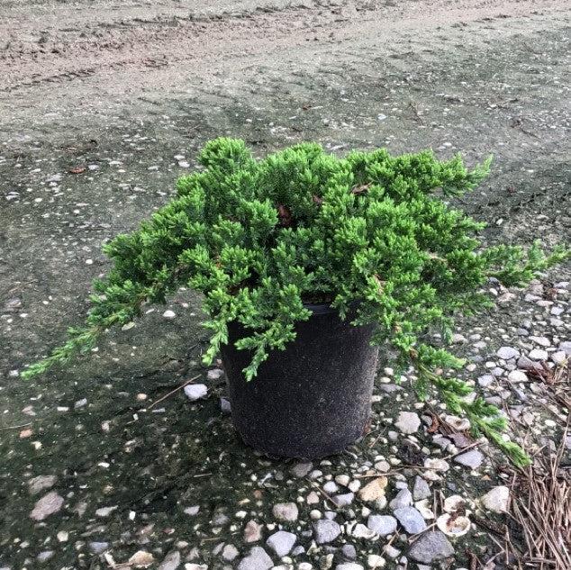 Juniperus procumbens 'Nana' - Japanese Garden Juniper