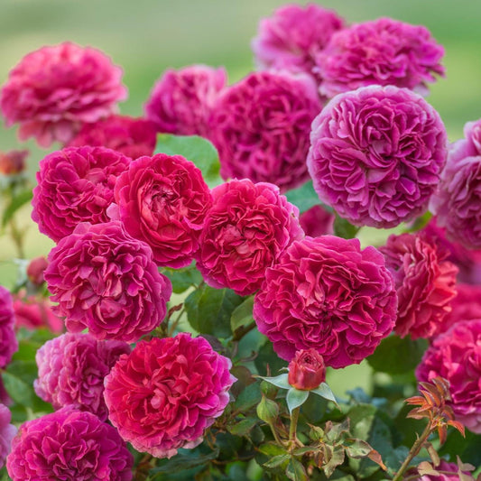 Rosa - Gabriel Oak Rose
