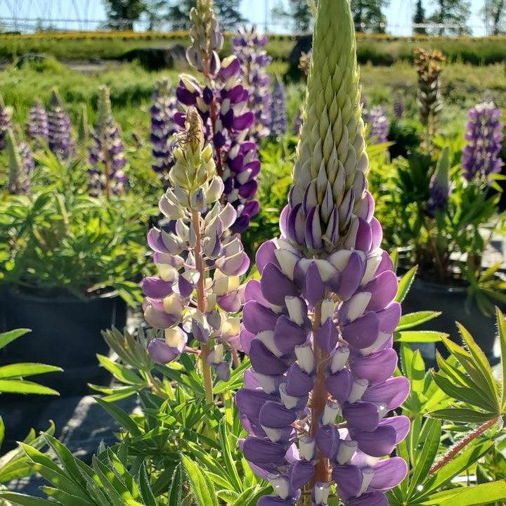 Lupinus 'The Governor' - The Governor Lupine