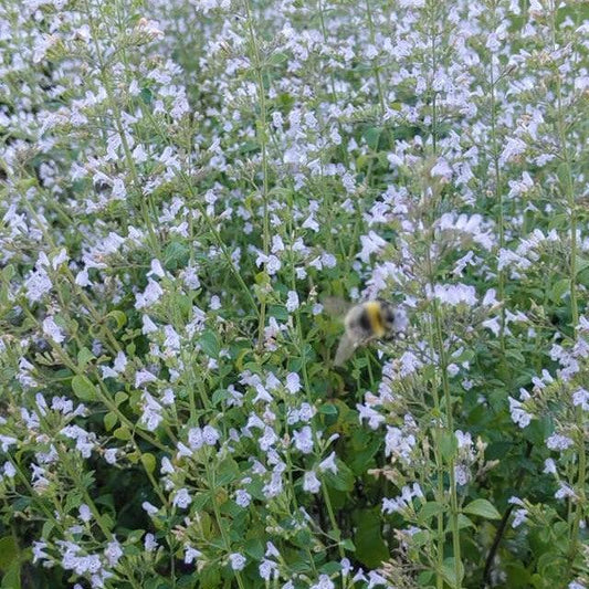 Calamintha nepeta - Triumphator Calamint