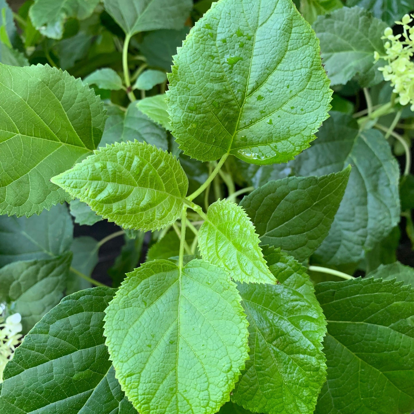 Hydrangea arborescens - Mophead Hydrangea, Annabelle Hydrangea