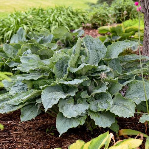 Hosta - PW® Shadowland® Diamond Lake Hosta