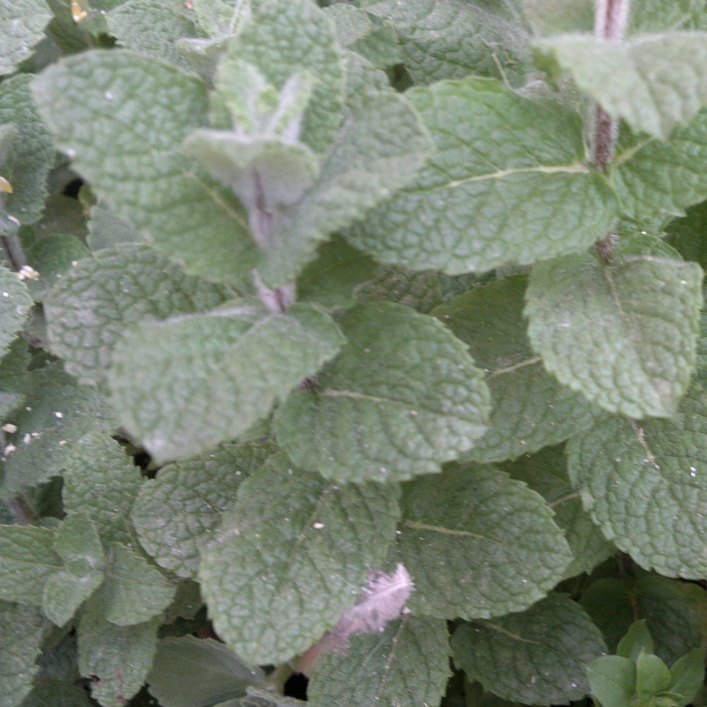 Mentha piperita - Peppermint