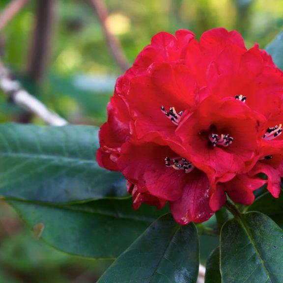 Rhododendron - Blood Moon Rhododendron