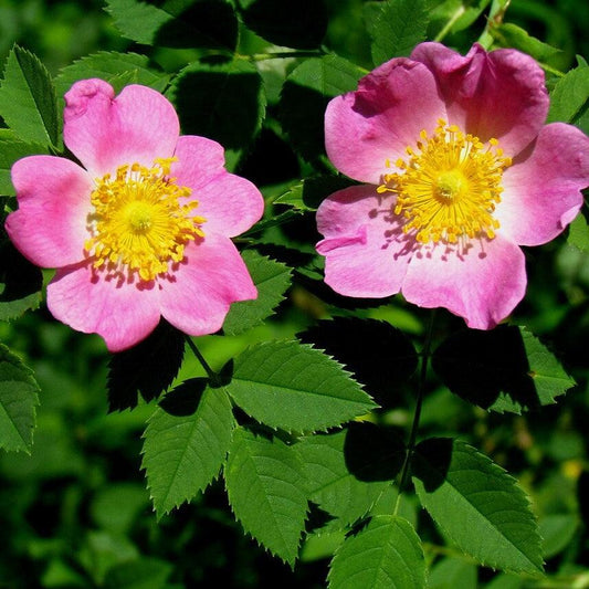 Rosa carolina - Carolina Rose