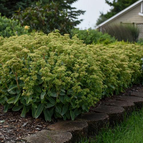 Sedum 'Lemonjade’ - Rock 'N Grow® Lemonjade Stonecrop