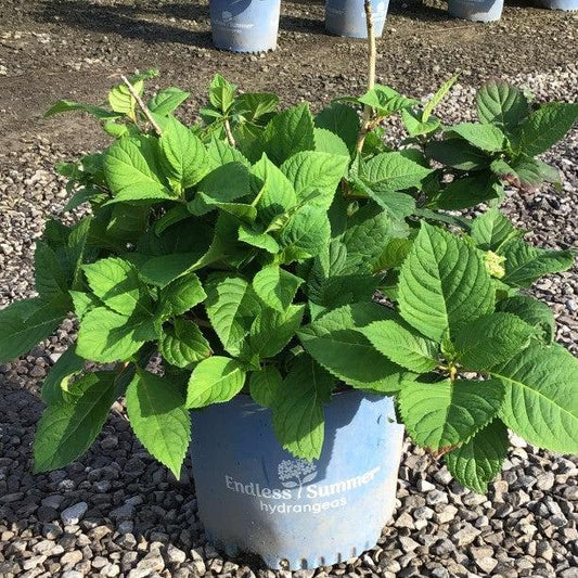 Hydrangea macrophylla - Endless Summer® Twist N Shout™ Hydrangea