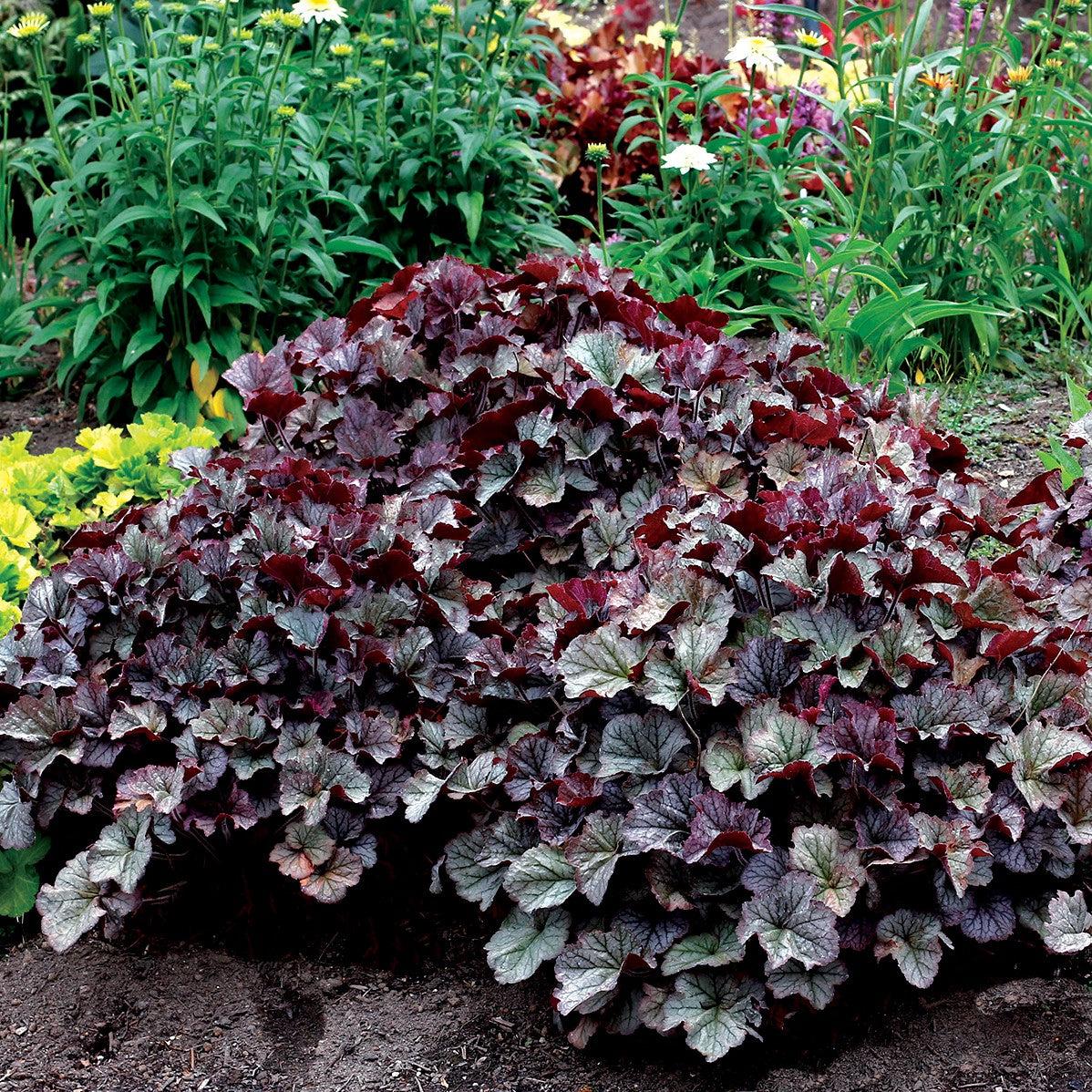 Heuchera x - Northern Exposure™ Silver Heuchera