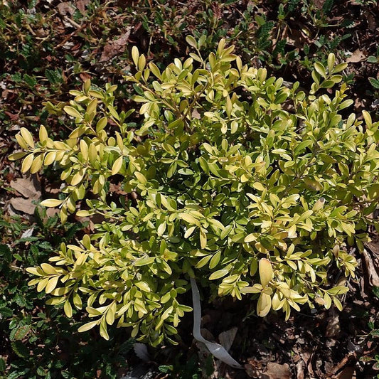 Buxus microphylla - Tide Hill Boxwood