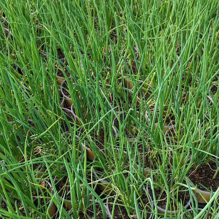 Allium fistulosum - Scallion