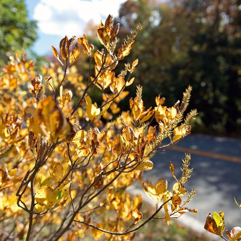 Clethra alnifolia 'Novacleein' - Summer Sparkler™ Summersweet