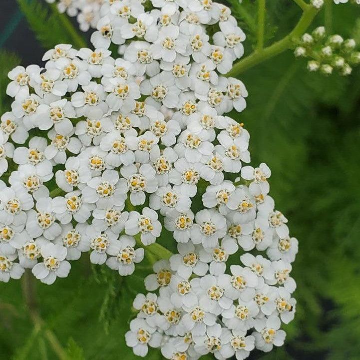 Achillea millefolium - Common Yarrow