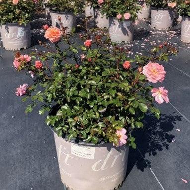 Rosa - Apricot Drift® Rose